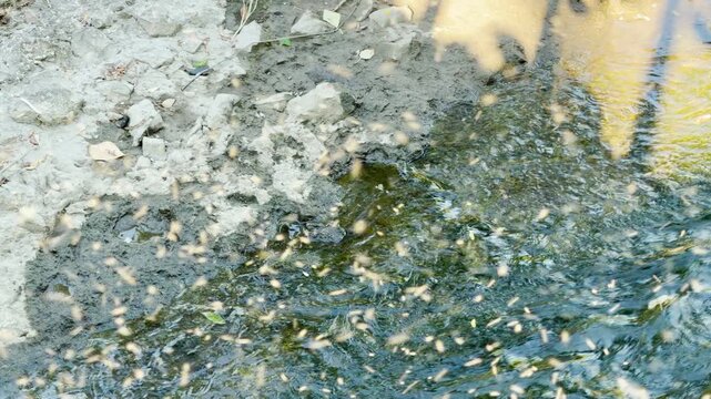 A swarm of tiny midges hovers over a riverbank in Simferopol, Crimea. The buzzing insects create a lively and dynamic atmosphere in this natural waterside scene.