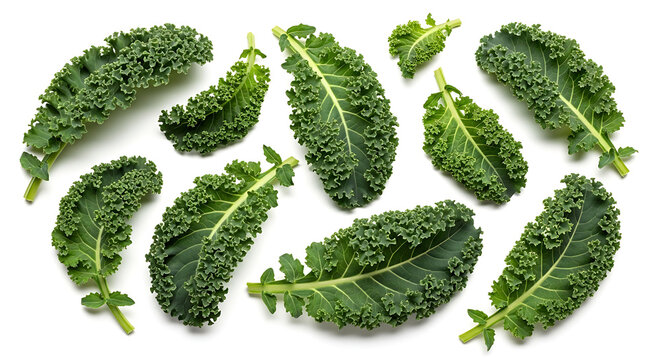 Fresh green curly kale leaves on white background for healthy eating and nutrition concepts transparent background