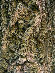 Fototapeta premium Douglasien Borke
