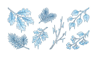 Fototapeta premium Collection of various blue leaves branches.