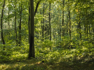 Obraz premium Laubwald im Müritz Nationalpark