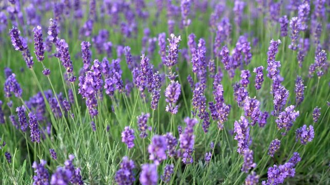Lavender garden: a blooming patch with an insect, blurred background with a garden path. Relaxing scene of a sustainable life, culinary herbs, and natural ingredients for cosmetic