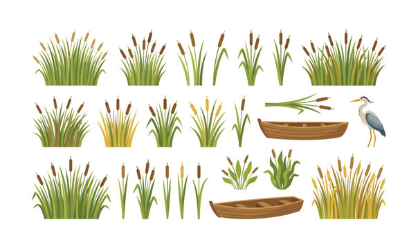 Collection of Variety of cattail plants and boat.