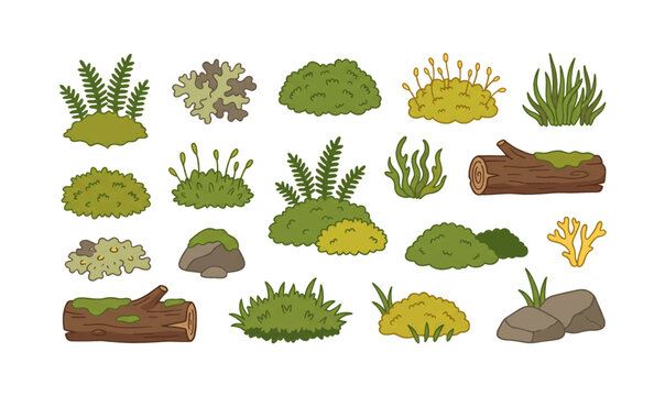Collection of Moss and lichen on rocks and logs.