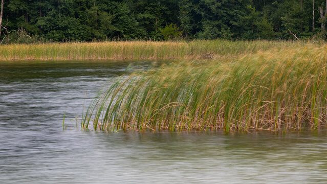 Schilf und Wasser in Bewegung