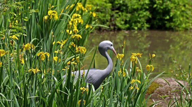 The Blue Crane, Grus paradisea, is an endangered bird specie endemic to Southern Africa. It is the national bird of South Africa