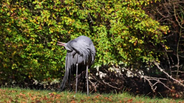 The Blue Crane, Grus paradisea, is an endangered bird specie endemic to Southern Africa. It is the national bird of South Africa