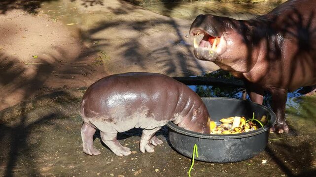 The world-famous baby pygmy hippo Moo Deng at 4-5 months old, messy with sand, joining her mother Jonah for breakfast