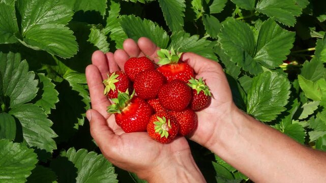 Farmer man hands holding freshly picked big red strawberries harvested on the field. Growing Natural Clean and Organic Food. Harvesting of strawberries over green strawberry bushes.