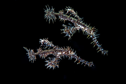 View of two ornate ghost pipefish in Raja Ampat Regency, Southwest Papua, Indonesia.