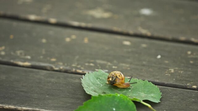 Small Snail Crawling Slowly on Green Leaf Over Wooden Deck