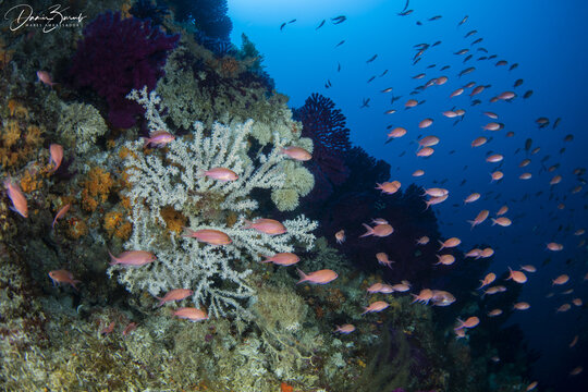 View of Vis coral reef teeming with schools of small pink fish and vibrant sea fans in Split-Dalmatia County, Croatia.