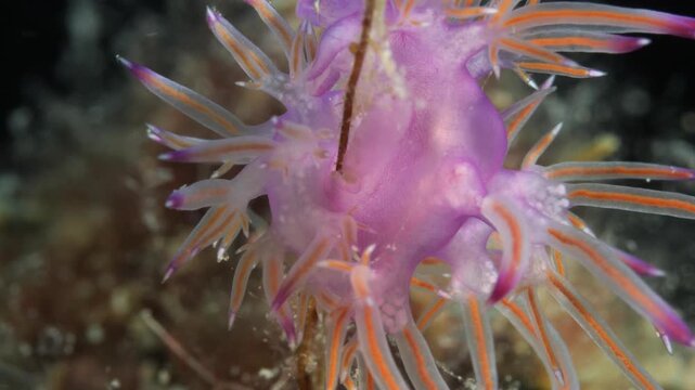 nudibranch underwater flabellina  nudi close up ocean scenery on hydra 