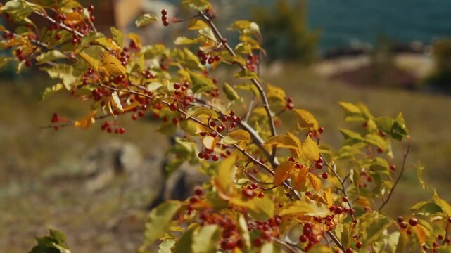 A branch of a wild apple tree with yellow leaves and ripe fruits flutters in the wind