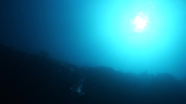 Turritopsis nutricula Turritopsis dohrnii Oceania O. armata immortal underwater closing jellyfish ocean scenery