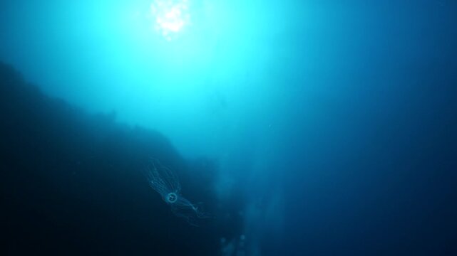 Turritopsis nutricula Turritopsis dohrnii Oceania O. armata immortal underwater closing jellyfish ocean scenery