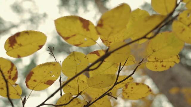 Beautiful yellow textured leaves in an autumn park that sway slowly in the wind