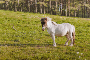 Naklejka premium White pony with brown mane and tail standing in a green meadow, tethered by a rope to the ground. Forest in background