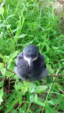 pigeon in the grass