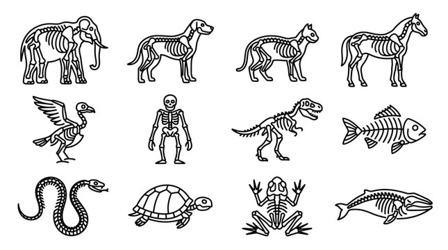 Animal Skeletons Set: Elephant, Dog, Cat, Horse, Bird, Human, Dinosaur, Fish, Snake, Turtle, Frog