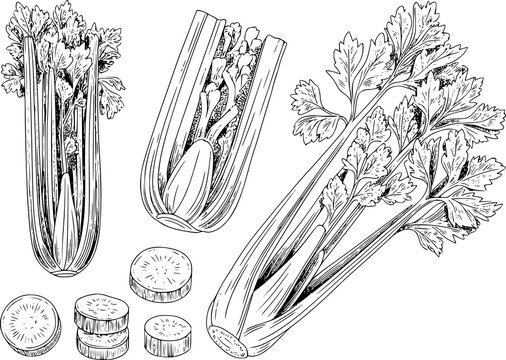Hand-drawn of fresh celery stalks and sliced pieces isolated on a white background for food