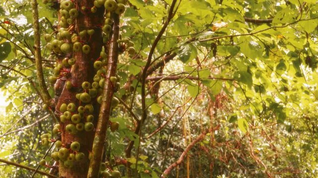 Close up of tropical green mini figs or look ching, edible wild fruit in southern Thailand rainforest