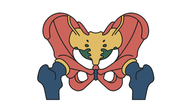 Anatomical illustration of the human pelvis and hip bones showing the skeletal structure for medical education or research purposes.