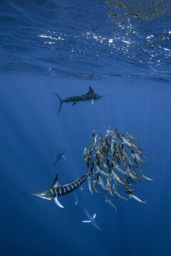 View of striped marlin hunting a bait ball of sardines in the deep blue waters of Magdalena Bay, Mexico.