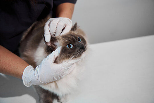Vet checking a sick cat for signs of ear infection, parasites, or inflammation during a visit. Veterinarian examines ear of a domestic cat to diagnose otitis or infection