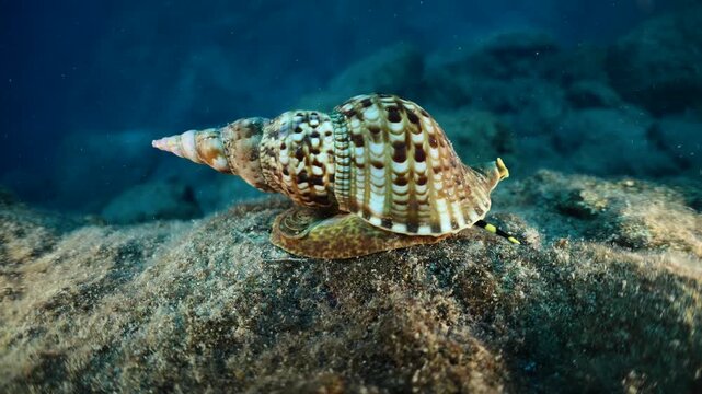 Trumpet triton ,Charonia tritonis, underwater ocean scenery wildlife