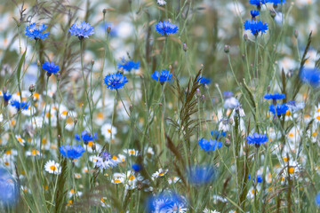 Summer meadows full of blooming blue cornflowers © anettastar