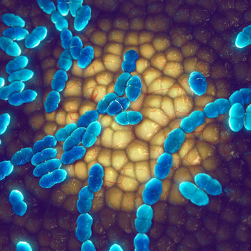 Pneumococcus bacteria (Streptococcus pneumoniae) structure showing the protective polysaccharide capsule. Pathogen responsible for pneumococcal disease, lung infections, and otitis media