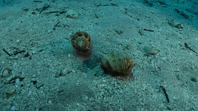  Bonnet Snail, Semicassis undulata r slug phalium granulatum chasing each other underwater