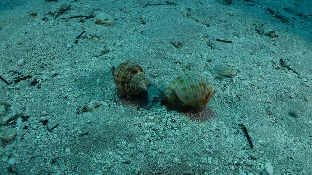  Bonnet Snail, Semicassis undulata r slug phalium granulatum chasing each other underwater