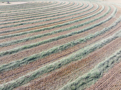 Soil patterns curve like waves in the field
