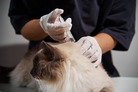 Vet using syringe to deliver preventative medication to cat during a clinical visit. Veterinarian administers subcutaneous injection into the scruff of feline patient to provide annual vaccination
