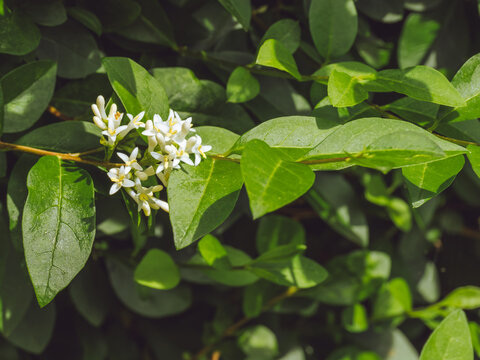 Flowers of a Privet 'Ligustrum' hedge in bloom