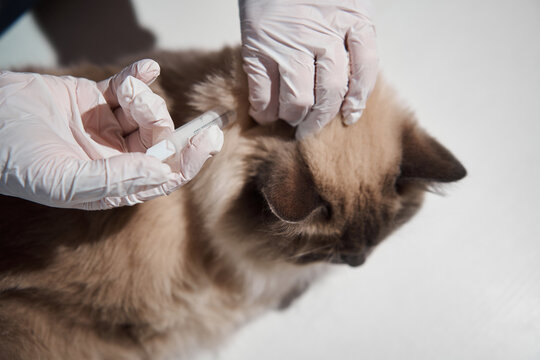 Professional veterinarian administers a subcutaneous injection into the scruff of a fluffy ragdoll cat to provide an annual vaccination during a routine clinical visit
