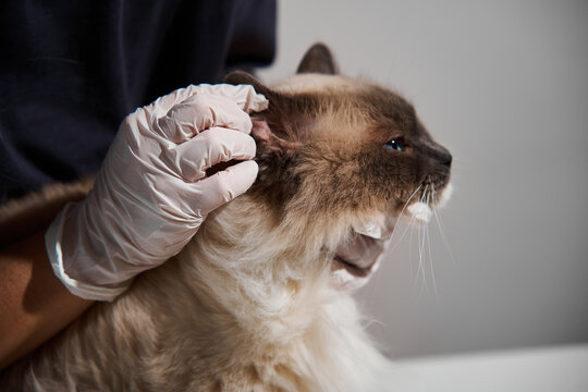 Dedicated veterinarian closely examines the ear of a domestic ragdoll cat to diagnose potential otitis inflammation or ear mites during a veterinary checkup