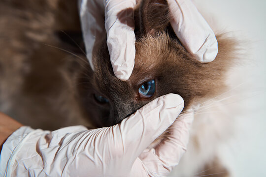 Veterinary medicine ophthalmology concept as a vet expert conducts a detailed ocular assessment on a pedigree ragdoll cat to detect glaucoma or corneal ulcers