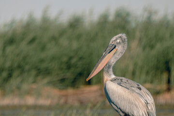 Close-up profile portrait of a pelican with a long beak against a blurred green reed background. © Mikhail
