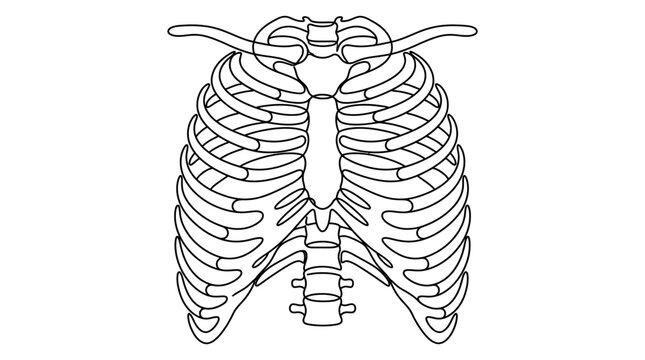 A detailed black and white line art illustration of the human rib cage and thoracic spine.