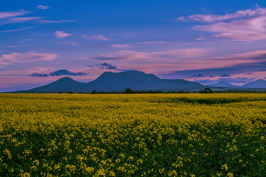 View of a vibrant yellow canola field in bloom beneath the mountains under a dramatic sunset sky, Stirling Range National Park, Western Australia, Australia.