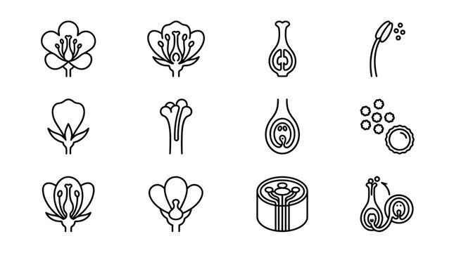 Botanical Flower Anatomy Icons: Petals, Stamens, Pistil, Ovule, Pollen