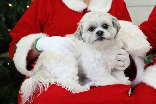 Shih Tzu Dog Sitting with Santa Claus During Christmas Holiday Celebration, Photography.