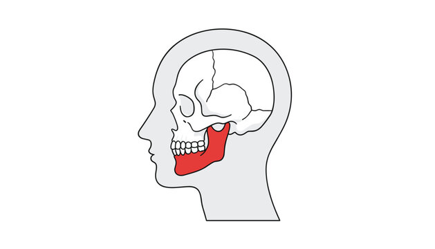 Side profile view of a human head illustration showing the jaw bone highlighted in red for anatomical study or medical educational purposes.
