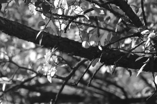 Close-up of Cedar Elm tree branches and leaves in black and white
