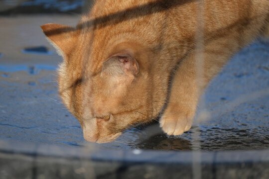 Outdoor orange cat standing on ice for drink during winter season.