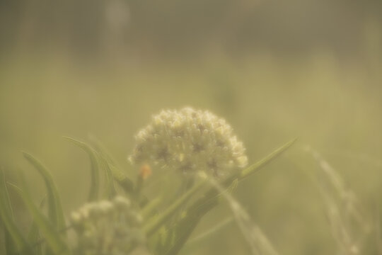 Dreamy Antelope-horn milkweed with a retro blur effect