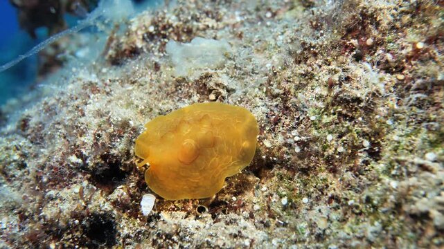 Pleurobranchus testudinarius nudibranch underwater shot mediterranean 